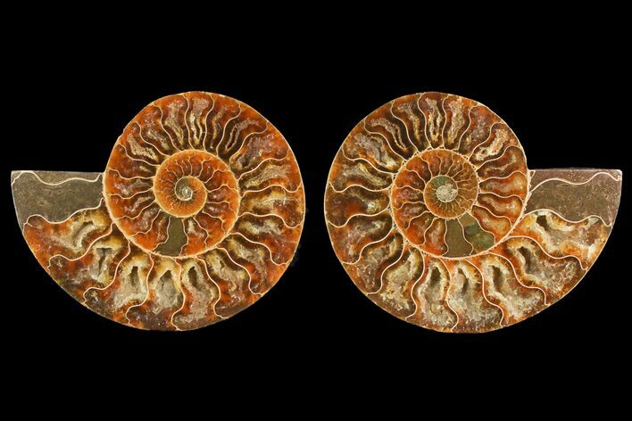 Agate Replaced Ammonite Fossil - Madagascar #150894